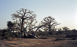 Landschaft in Senegal