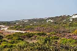 Landschaft in Südafrika, bird island western cape