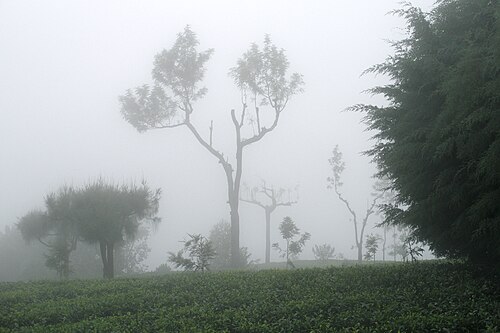 Landschaft in Sri Lanka, ambewela