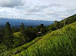 Landschaft in Sri Lanka, haputale tea plantations fog