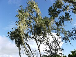 Landschaft in Suriname, tree domburg