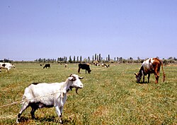 Landschaft in Usbekistan, hammondtashkentfarm
