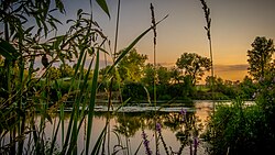 The river Danube