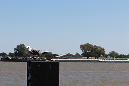 The river Mississippi, nola